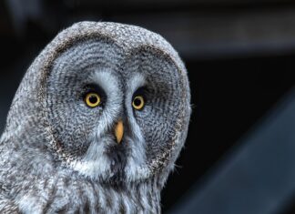 Co decyduje o sile wiązania chemiczne?