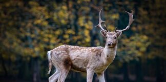 Czym różni się sarna polna od leśnej?