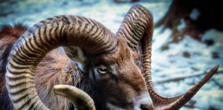 Ile są warte rogi jelenia?