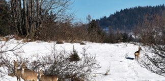 Czy sarny mogą jeść chleb?