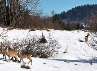 Czy sarny mogą jeść chleb?