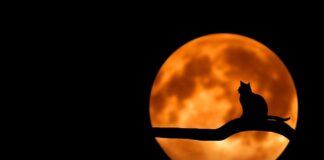 Czy można zabić kota z wiatrówki?