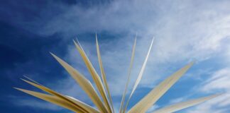 Jaka powinna być zawartość mięśni w organizmie?