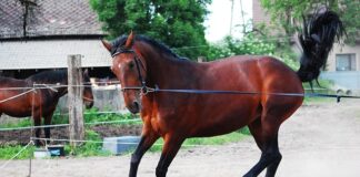 Czym jest lonżowanie?