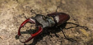 Jaki wabik na rogacza?