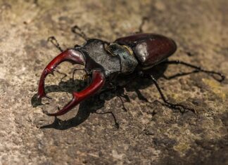 Jaki wabik na rogacza?