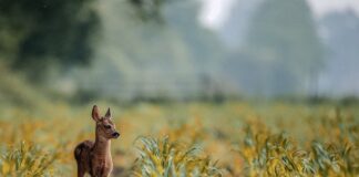 Jak zwabić jelenia?