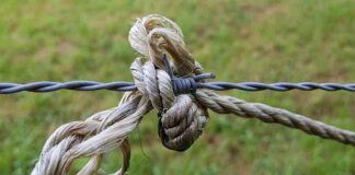 Co odstrasza sarny i jelenie?