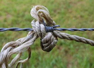 Co odstrasza sarny i jelenie?