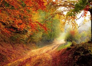 O jakiej porze dnia jeść węglowodany?