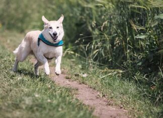 Co jeść by szybciej biegać?