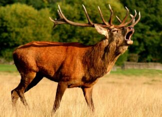 Czy w czasie rykowiska można polować?