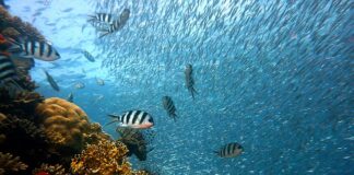 Ile ryb można zabrać z łowiska?