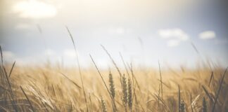 Jakie produkty są bogate w węglowodany?