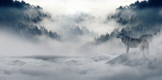 Jak sarna przetrwa zimę?