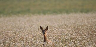 Czy kasza gryczana to węglowodany?