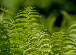 Gdzie kupię wagę jubilerska?